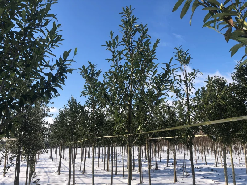 Prunus Laurier Caucasica (Groenblijvende Laurier)-6
