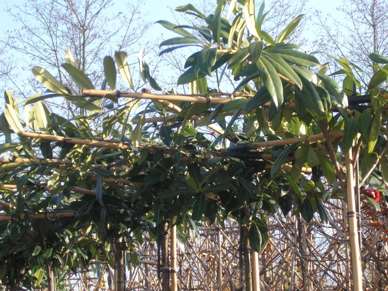 Prunus Laurier Caucasica Dakvorm (Daklaurier)-1