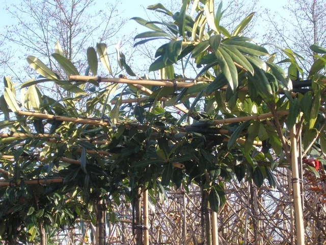 Prunus Laurocerasus Caucasica Dachform (Kirschlorbeer)