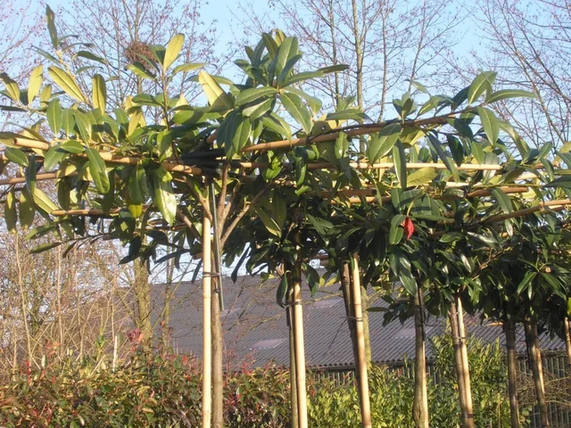 Prunus Laurocerasus Caucasica Dachform (Kirschlorbeer)