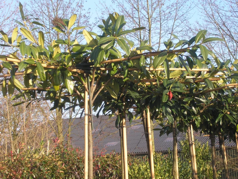 Prunus Laurier Caucasica Dakvorm (Daklaurier)