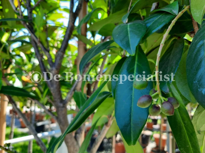 Prunus Laurier Caucasica Dakvorm (Daklaurier)-3