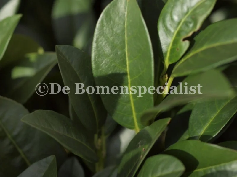 Prunus Laurier Caucasica Dakvorm (Daklaurier)-4