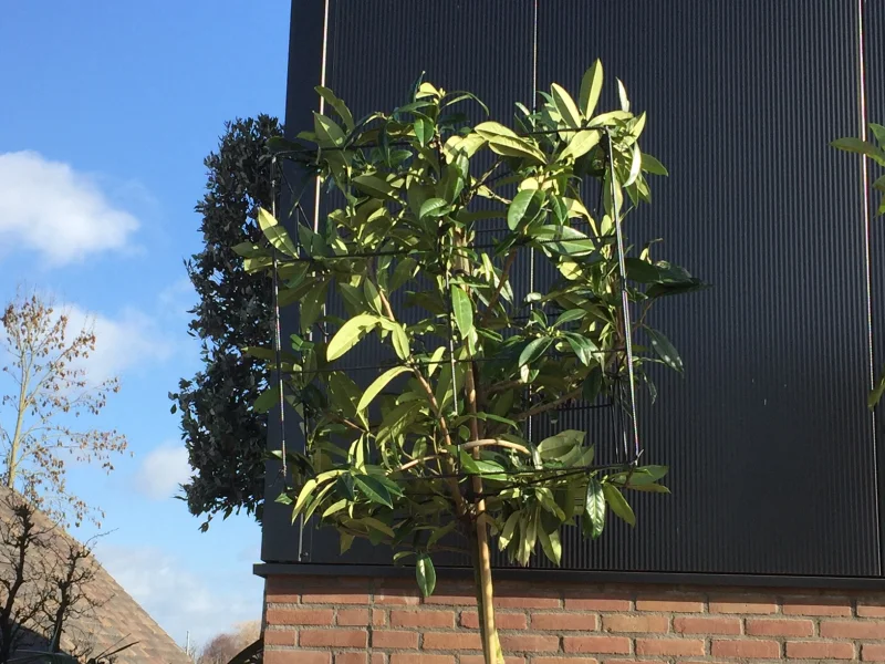 Prunus Laurier Caucasica blokvorm (Groenblijvende Laurier blokboom)