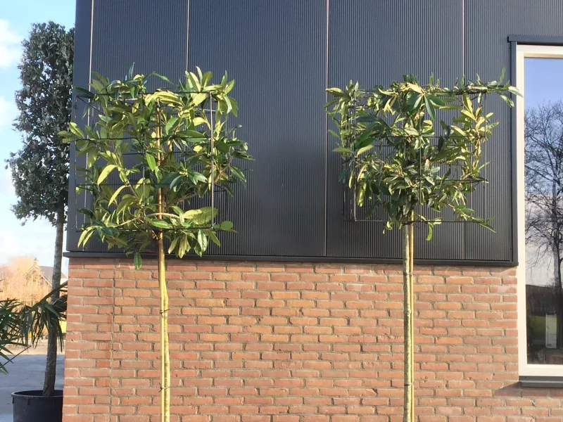 Prunus Laurier Caucasica blokvorm (Groenblijvende Laurier blokboom)