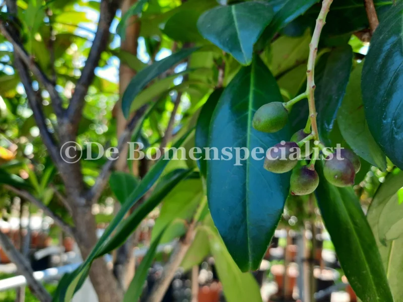 Prunus Laurier Caucasica blokvorm (Groenblijvende Laurier blokboom)-3