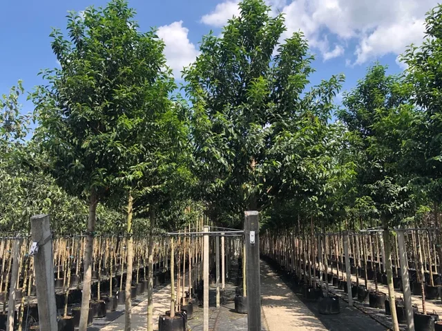 Prunus Lusitanica Angustifolia (Portugiesische Lorbeerbaum)