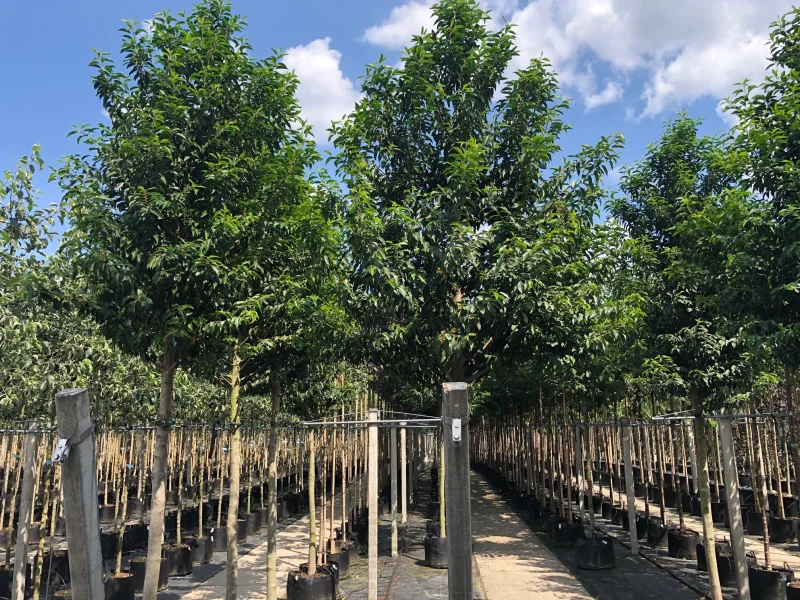 Prunus Lusitanica Angustifolia (Groenblijvende Portugese Laurier Boom)