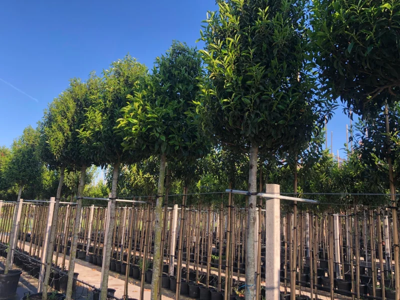 Prunus Lusitanica Angustifolia (Groenblijvende Portugese Laurier Boom)