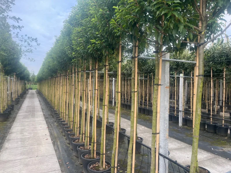 Prunus Lusitanica Angustifolia (Groenblijvende Portugese Laurier Boom)-3