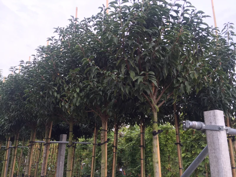 Prunus Lusitanica Angustifolia (Groenblijvende Portugese Laurier Boom)-4