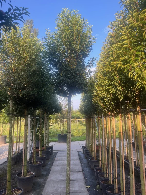 Prunus Lusitanica Angustifolia (Groenblijvende Portugese Laurier Boom)-5