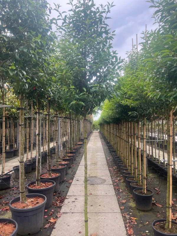Prunus Lusitanica Angustifolia (Groenblijvende Portugese Laurier Boom)-6