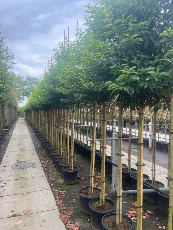 Prunus Lusitanica Angustifolia (Groenblijvende Portugese Laurier Boom)-7