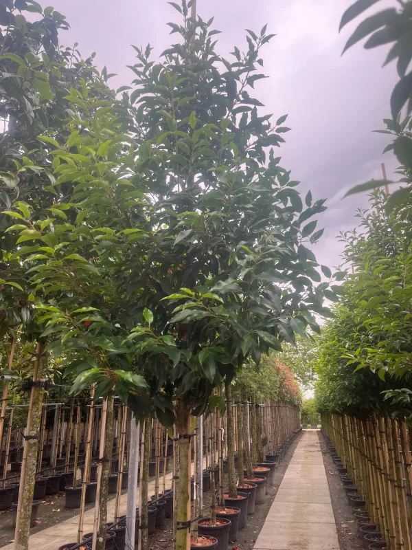Prunus Lusitanica Angustifolia (Groenblijvende Portugese Laurier Boom)-8