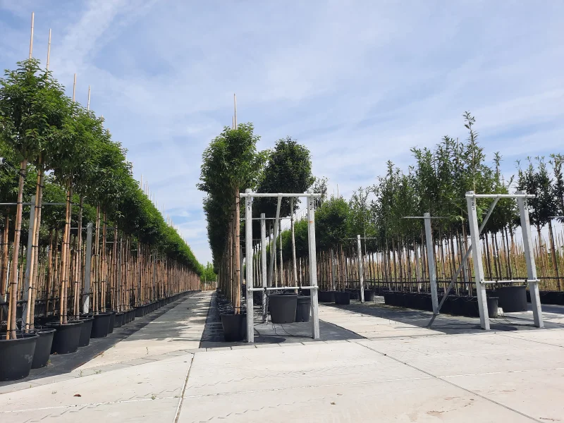 Prunus Lusitanica Angustifolia (Groenblijvende Portugese Laurier Boom)-9
