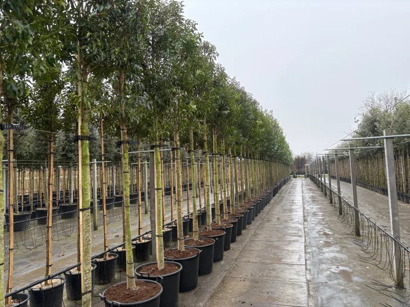 Prunus Lusitanica Angustifolia (Groenblijvende Portugese Laurier Boom)-10