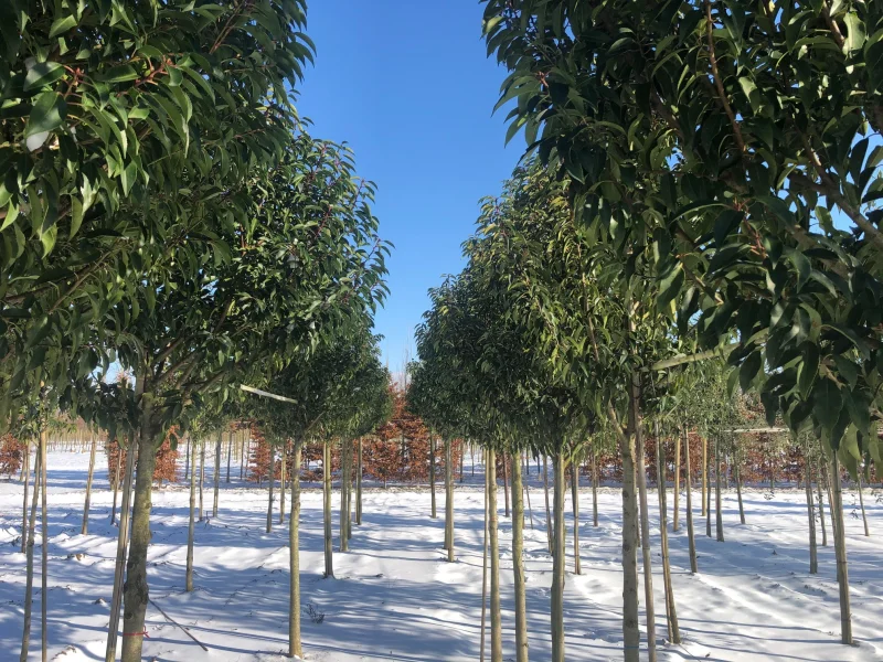 Prunus Lusitanica Angustifolia (Groenblijvende Portugese Laurier Boom)-11