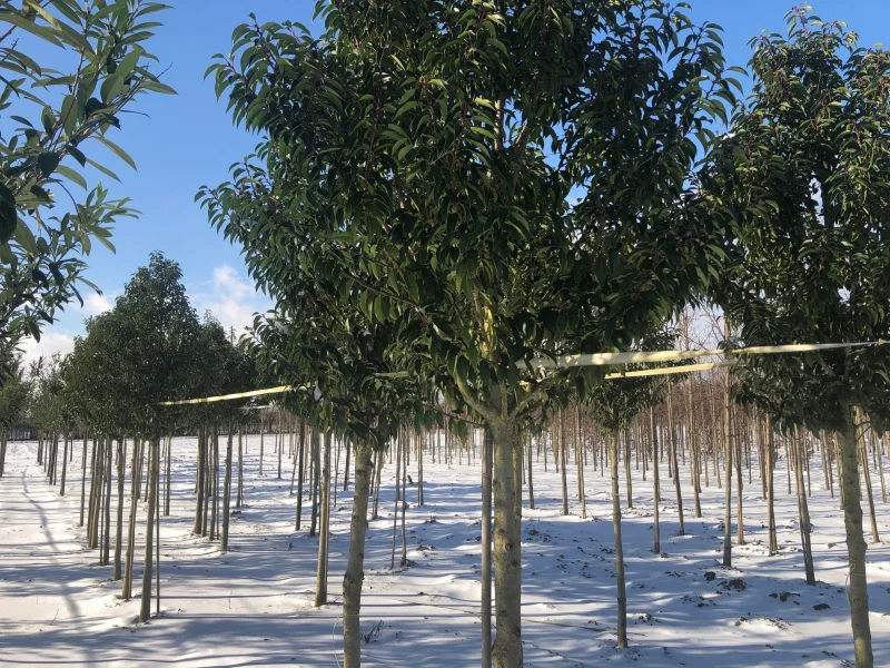 Prunus Lusitanica Angustifolia (Groenblijvende Portugese Laurier Boom)-12