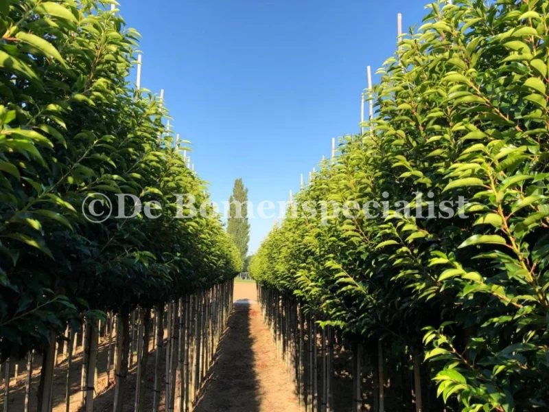Prunus Lusitanica Angustifolia (Groenblijvende Portugese Laurier Boom)-13