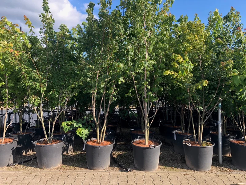 Acer Rubrum Meerstammig (Rode Esdoorn)-1