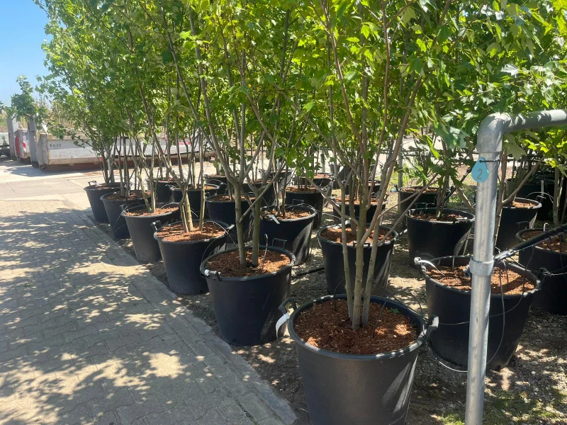 Acer Rubrum Meerstammig (Rode Esdoorn)-3