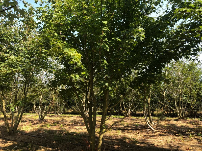 Acer Rubrum Meerstammig (Rode Esdoorn)-4