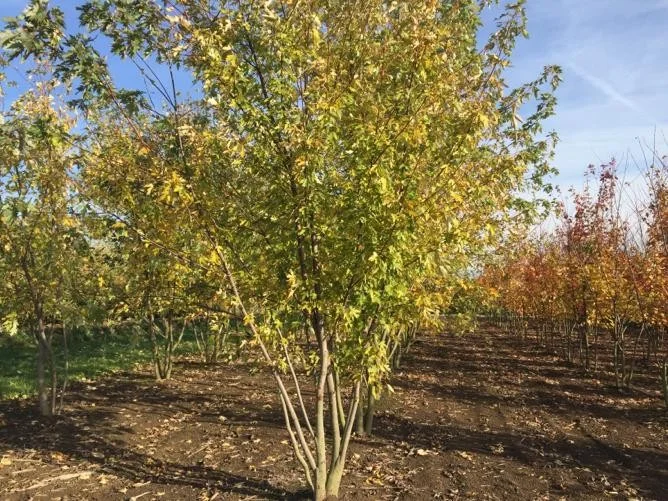 Acer Rubrum Meerstammig (Rode Esdoorn)-5