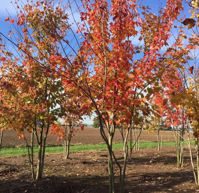 Acer Rubrum Meerstammig (Rode Esdoorn)-6