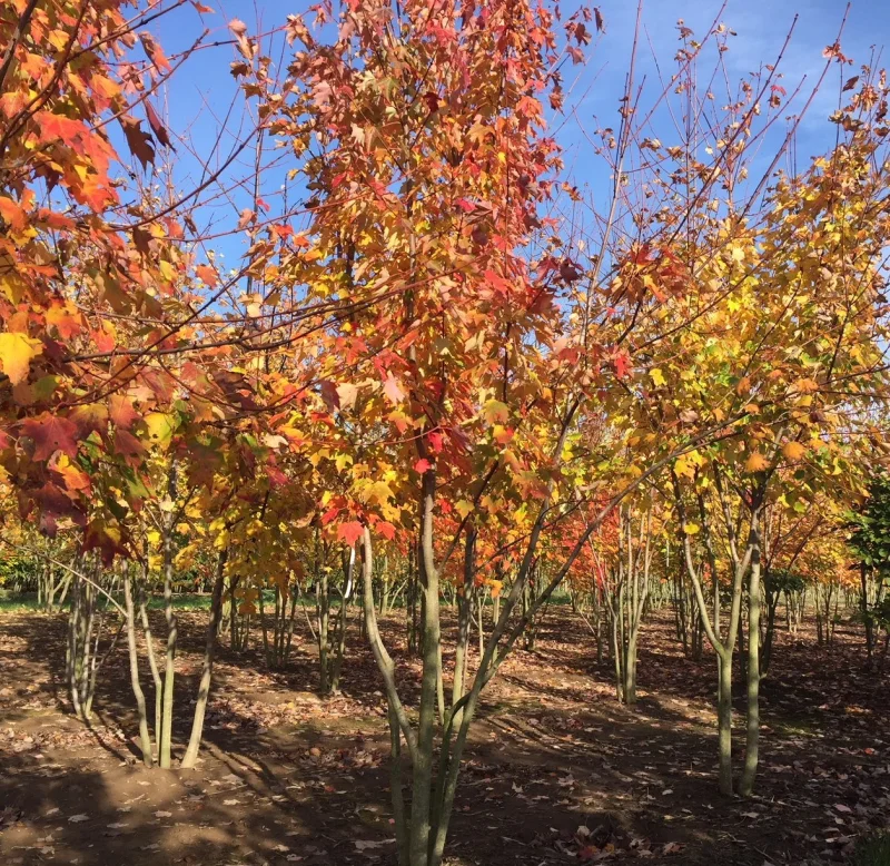 Acer Rubrum Meerstammig (Rode Esdoorn)-7