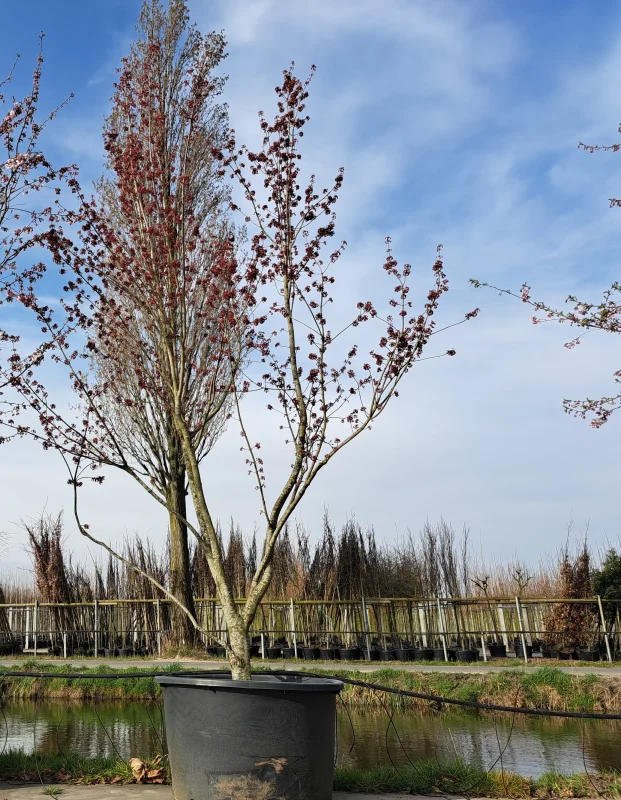 Acer Rubrum Meerstammig (Rode Esdoorn)-8