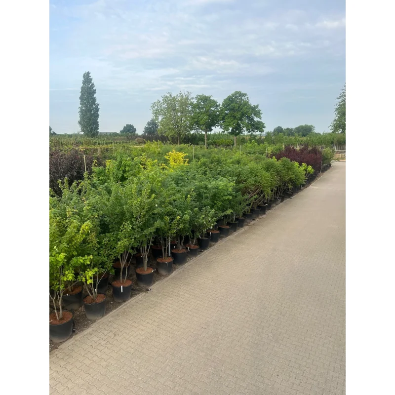 Acer Rubrum Meerstammig (Rode Esdoorn)-9