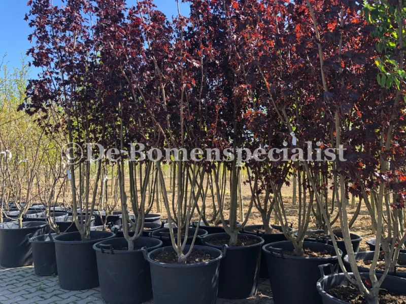 Acer Platanoides Royal Red Meerstammig (Esdoorn)
