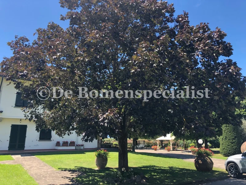 Acer Platanoides Royal Red Meerstammig (Esdoorn)-2