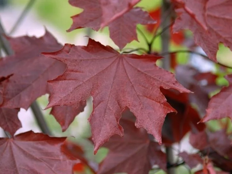 Acer Platanoides Royal Red Meerstammig (Esdoorn)-3