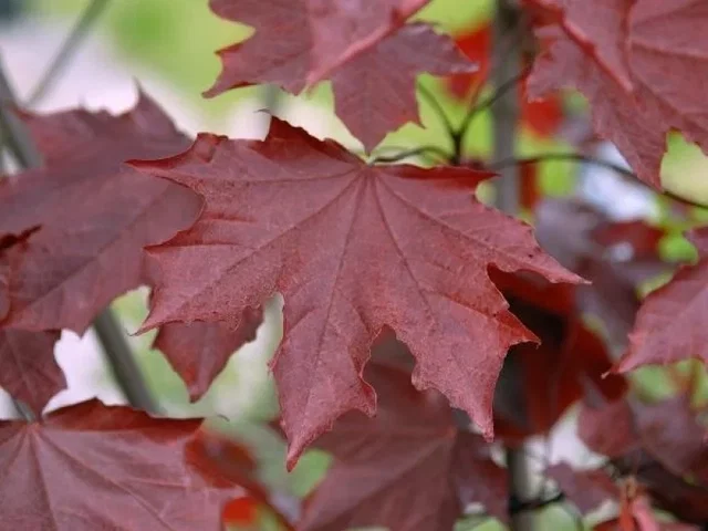 Acer Platanoides Royal Red Mehrstämmig (Blutahorn)