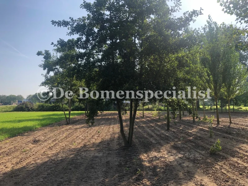 Alnus Glutinosa Meerstammig (Gewone Els / Zwarte Els)