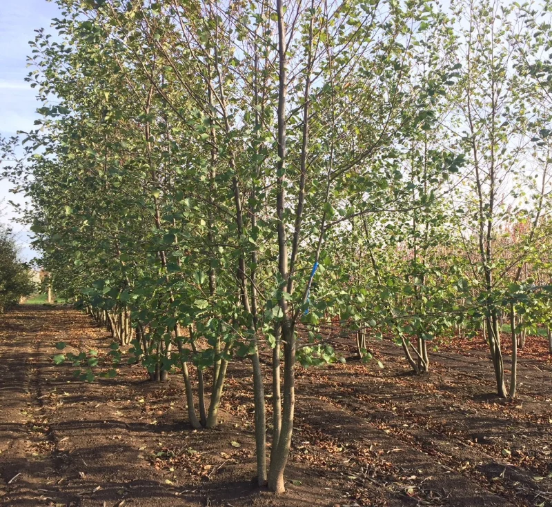 Alnus Glutinosa Meerstammig (Gewone Els / Zwarte Els)-4