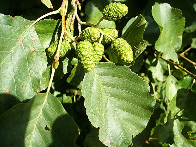 Alnus Glutinosa Meerstammig (Gewone Els / Zwarte Els)-5