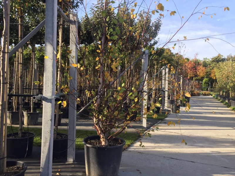 Betula Nigra Meerstammig (Zwarte Berk)