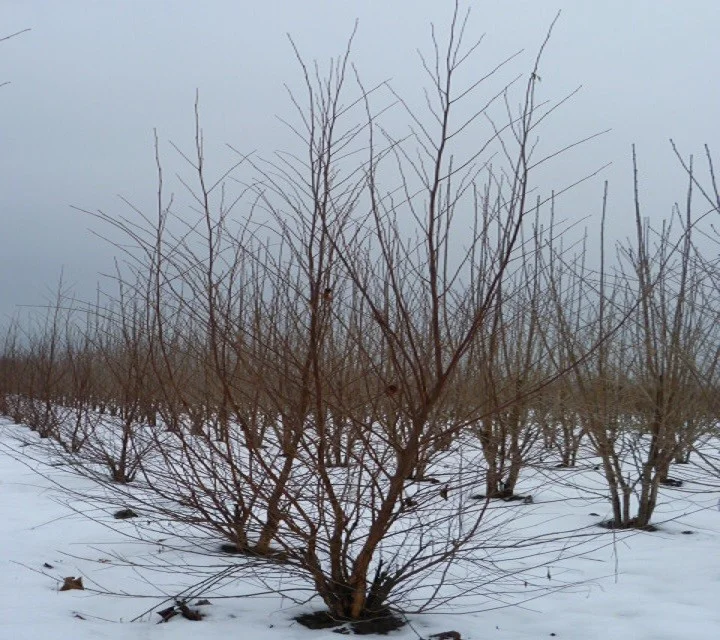 Betula Nigra Meerstammig (Zwarte Berk)