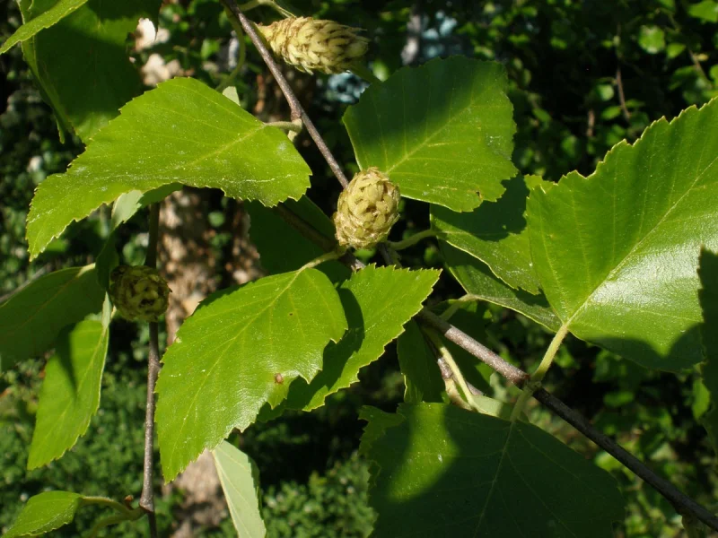 Betula Nigra Meerstammig (Zwarte Berk)-3