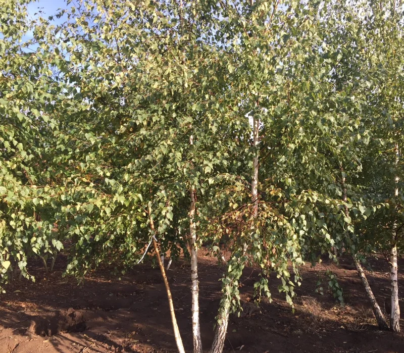 Betula Pendula Meerstammig (Ruwe Berk)