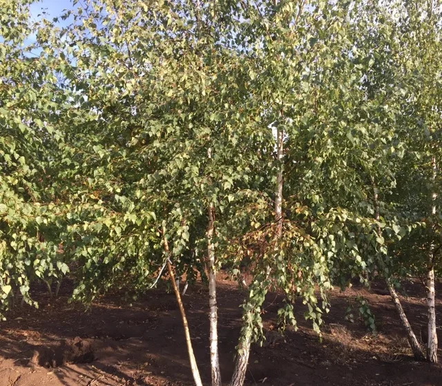 Betula Pendula Mehrstämmig (Weiß-Birke) Betula Pendula Mehrstämmig (Weiß-Birke)