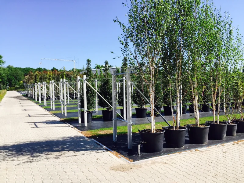 Betula Pendula Meerstammig (Ruwe Berk)-2