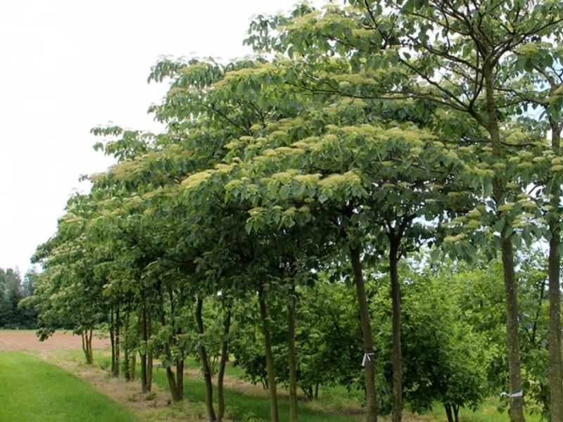 Cornus Controversa Meerstammig (Reuzenkornoelje)-1