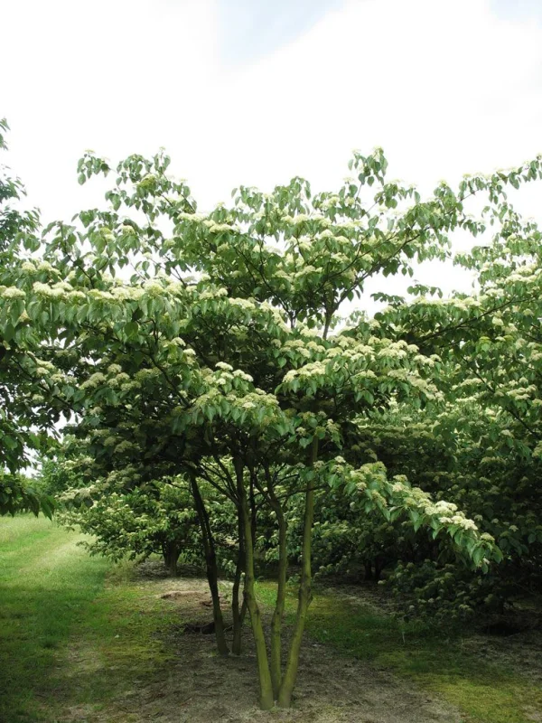Cornus Controversa Meerstammig (Reuzenkornoelje)-2