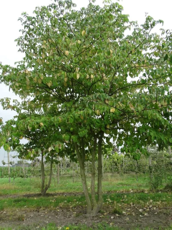 Cornus Controversa Meerstammig (Reuzenkornoelje)-3