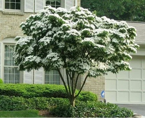 Cornus Kousa Chinensis Meerstammig (Kornoelje)-1