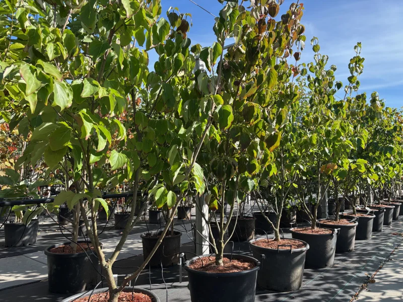 Cornus Kousa Chinensis Meerstammig (Kornoelje)-2